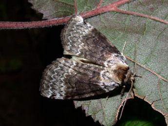 Tetheella fluctuosa Hb. adulte - �Philippe Mothiron