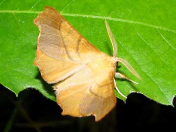 Ennomos fuscantaria Hw. adulte - �Beno�t M�ry