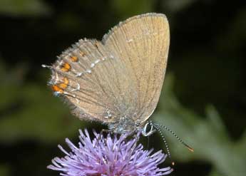 Satyrium ilicis Esp. adulte - �Fran�ois Spill
