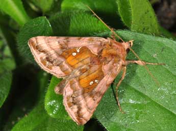 Autographa jota L. adulte - �Philippe Mothiron