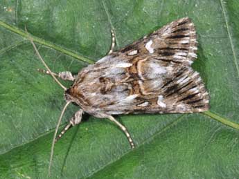 Calophasia lunula Hfn. adulte - �Philippe Mothiron