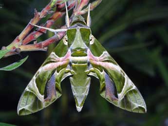 Daphnis nerii L. adulte - �St�phane Grenier