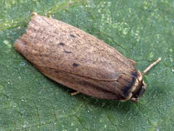 Pelosia obtusa H.-S. adulte - �Daniel Morel