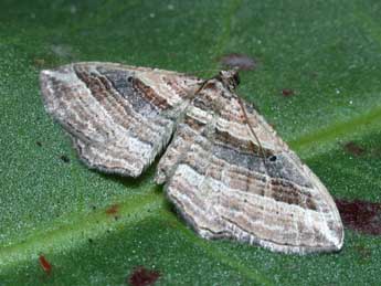 Costaconvexa polygrammata Bkh. adulte - �Philippe Mothiron