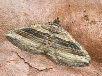 Costaconvexa polygrammata Bkh. adulte - �Daniel Morel