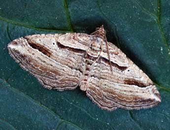 Costaconvexa polygrammata Bkh. adulte - �Daniel Morel