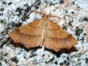 Ennomos quercinaria Hfn. adulte - �Philippe Mothiron