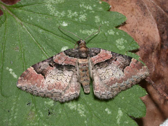 Catarhoe rubidata D. & S. adulte - �Philippe Mothiron