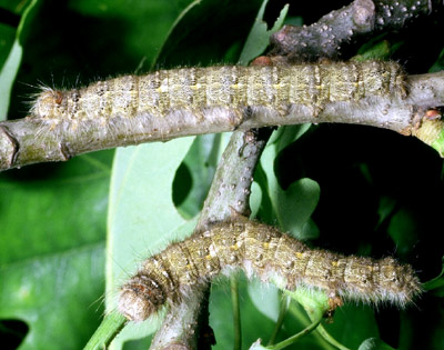 Chenille P. populi (haut) et canensis (bas)