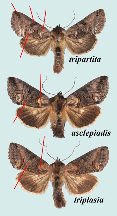 Les trois Abrostola les plus courants
