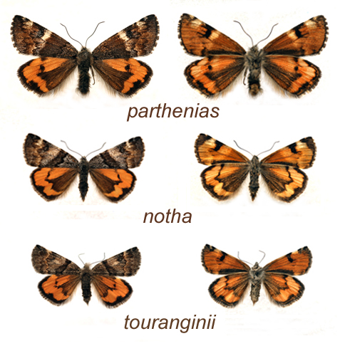 Comparatif des Bréphines
française (femelles)