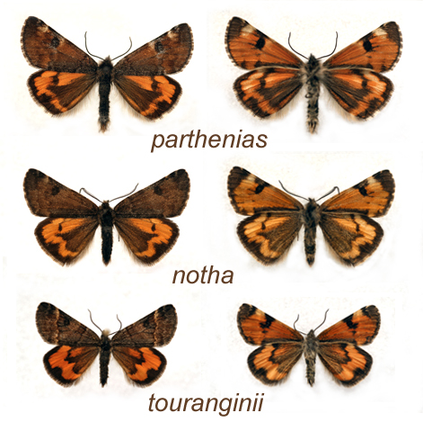 Comparatif des Bréphines françaises
(mâles)