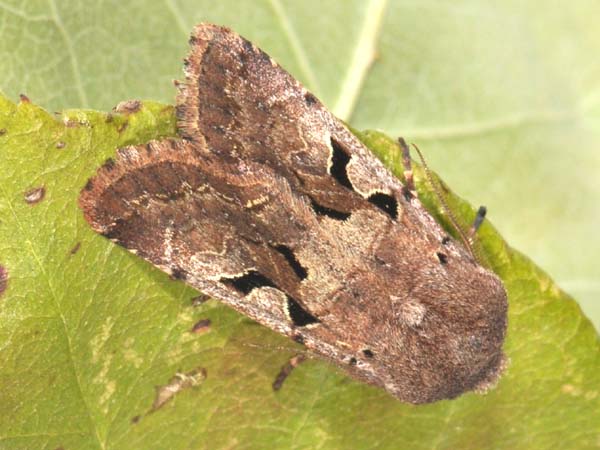 O. gothica m�le - Verneuil-sur-Seine (Yvelines), 6 mars 2011.