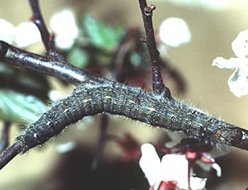 Poecilocampa populi - chenille à terme
