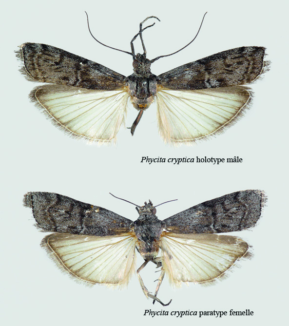couple Phycita cryptica