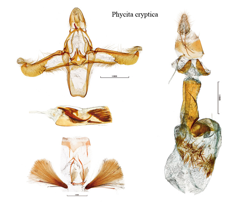 genitalia Phycita cryptica