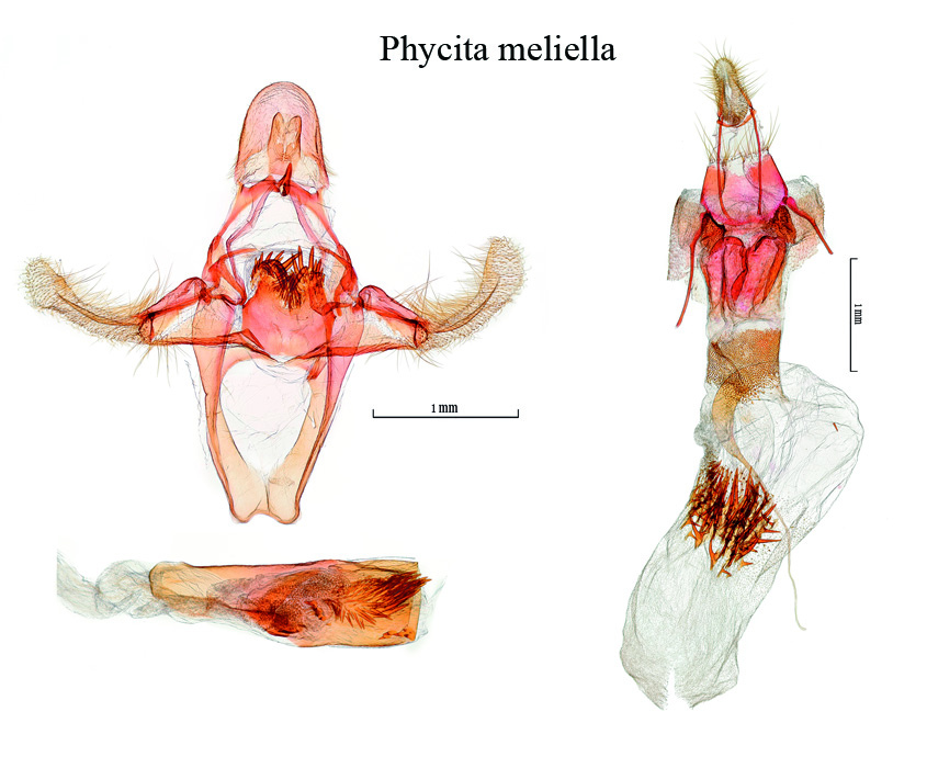 genitalia Phycita meliella