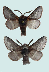 Poecilocampa populi (en haut) et P. canensis (en bas)