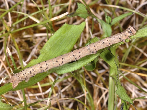 Chenille � terme, Colognac (Gard), trouv�e sur gen�t.