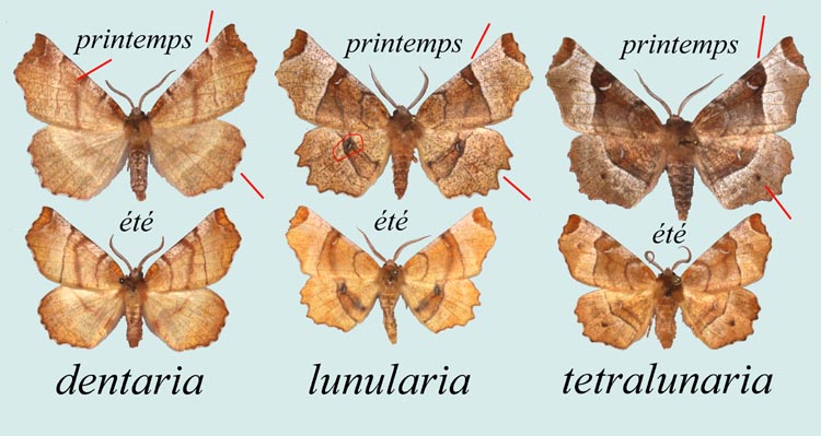 Tableau comparatif des Selenia mâles