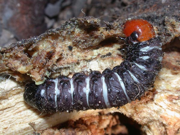Chenille presque à terme