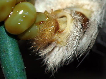 Eudia pavonia (&copy; S�bastien Joffreau)