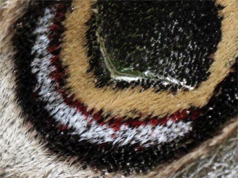 Eudia pavonia (&copy; S�bastien Joffreau)