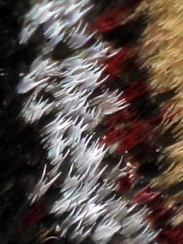 Eudia pavonia (&copy; S�bastien Joffreau)