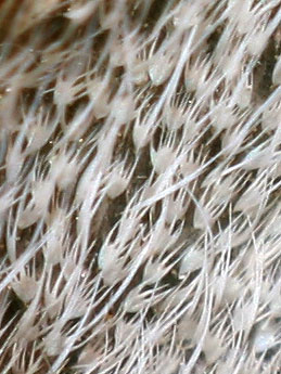 Eudia pavonia (&copy; S�bastien Joffreau)