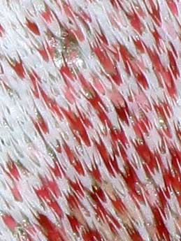 Eudia pavonia (&copy; S�bastien Joffreau)