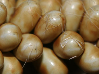 Eudia pavonia (&copy; S�bastien Joffreau)