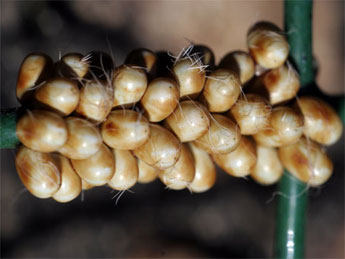 Eudia pavonia (&copy; S�bastien Joffreau)
