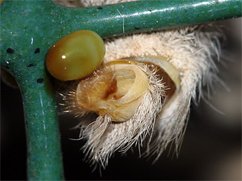 Eudia pavonia (&copy; S�bastien Joffreau)