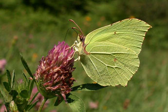 Gonepteryx_rhamni (&copy; Philippe Mothiron)