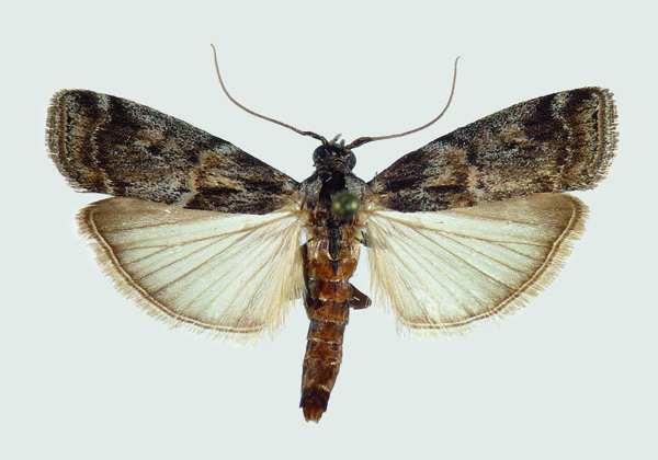 mâle Phycita meliella
