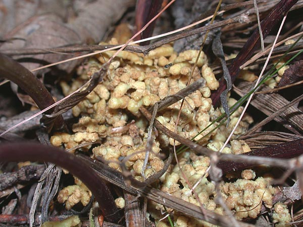Rejets chenille à terme