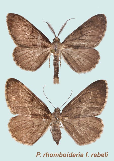 Couple f. rebeli- En haut, mâle, Viroflay (Yvelines), 10.IX.1978 ; en bas, femelle, Viroflay (Yvelines), 9-X-1977.