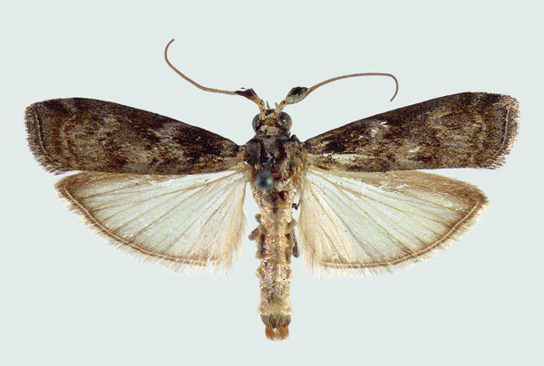 mâle Phycita torrenti