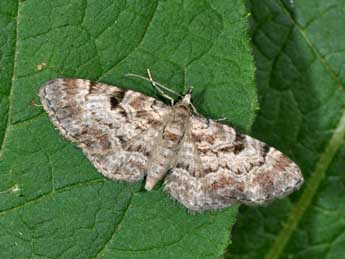 Eupithecia abietaria Gze adulte - �Philippe Mothiron
