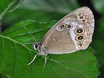 Lopinga achine Scop. adulte - �Philippe Mothiron