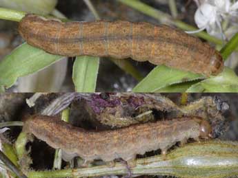  Chenille de Hadena adriana Schaw. - �Wolfgang Wagner, www.pyrgus.de