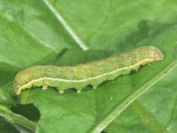  Chenille de Mniotype adusta Esp. - �Philippe Mothiron