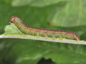  Chenille de Mniotype adusta Esp. - �Philippe Mothiron