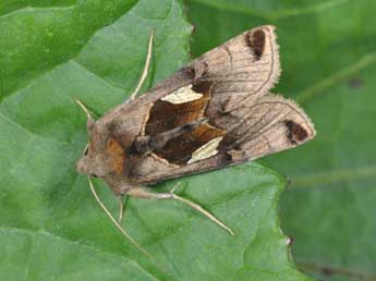 Autographa aemula D. & S. adulte - �Philippe Mothiron