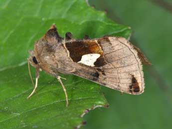 Autographa aemula D. & S. adulte - �Philippe Mothiron