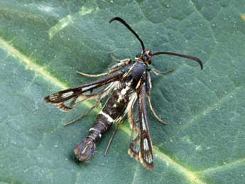 Chamaesphecia aerifrons Z. adulte - �Daniel Morel