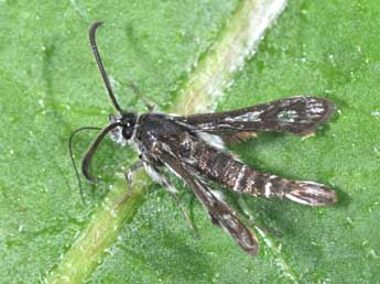 Pyropteron affine Stgr adulte - �Philippe Mothiron