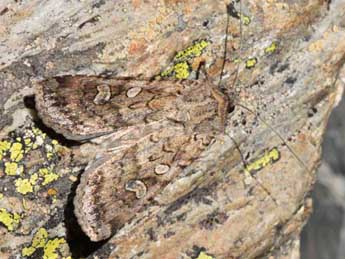 Euxoa conspicua Hb. adulte - �Eric Sylvestre