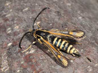 Bembecia albanensis Rbl adulte - �Philippe Mothiron