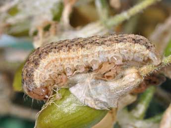  Chenille de Hadena albimacula Bkh. - �Philippe Mothiron